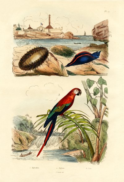 Sea Mouse, 1833-39 by French School